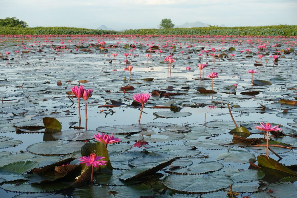 Thale Noi　蓮の花