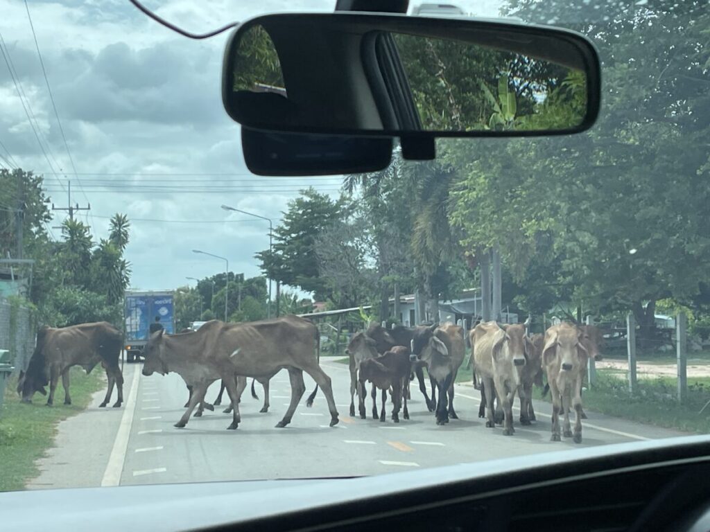 サケーオ　Cow Traffic Jam